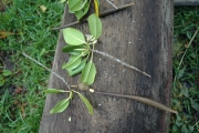 <strong>Rhizophora stylosa - Ramon, Laurence - 54</strong><br />© Ramon, Laurence